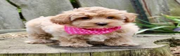 Maltipoo dogs for sale: Sugar - Ad 6