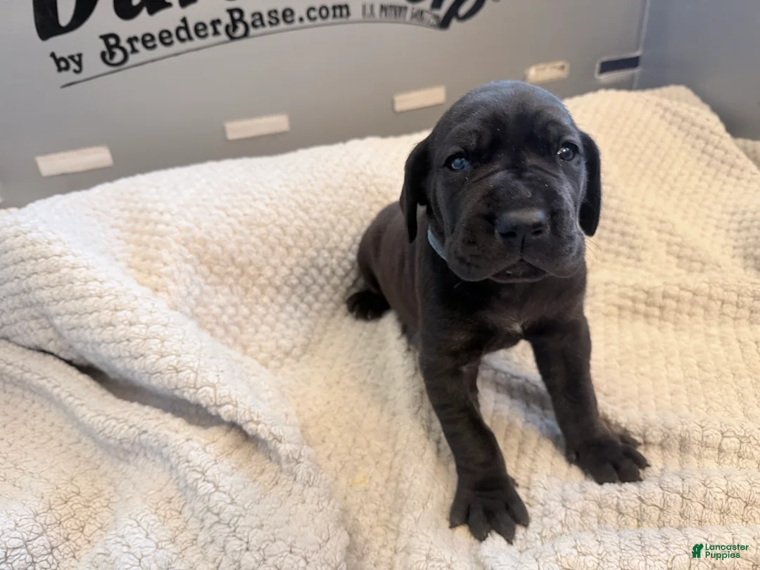 Great Dane dogs for sale: Blue Great Dane Girl 4 - Ad 2