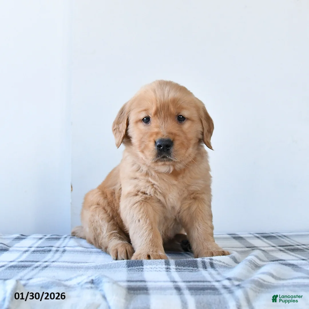 Golden Retriever dogs for sale: Ruby - Ad 1