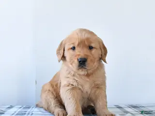 Golden Retriever dogs Ruby - Ad 2