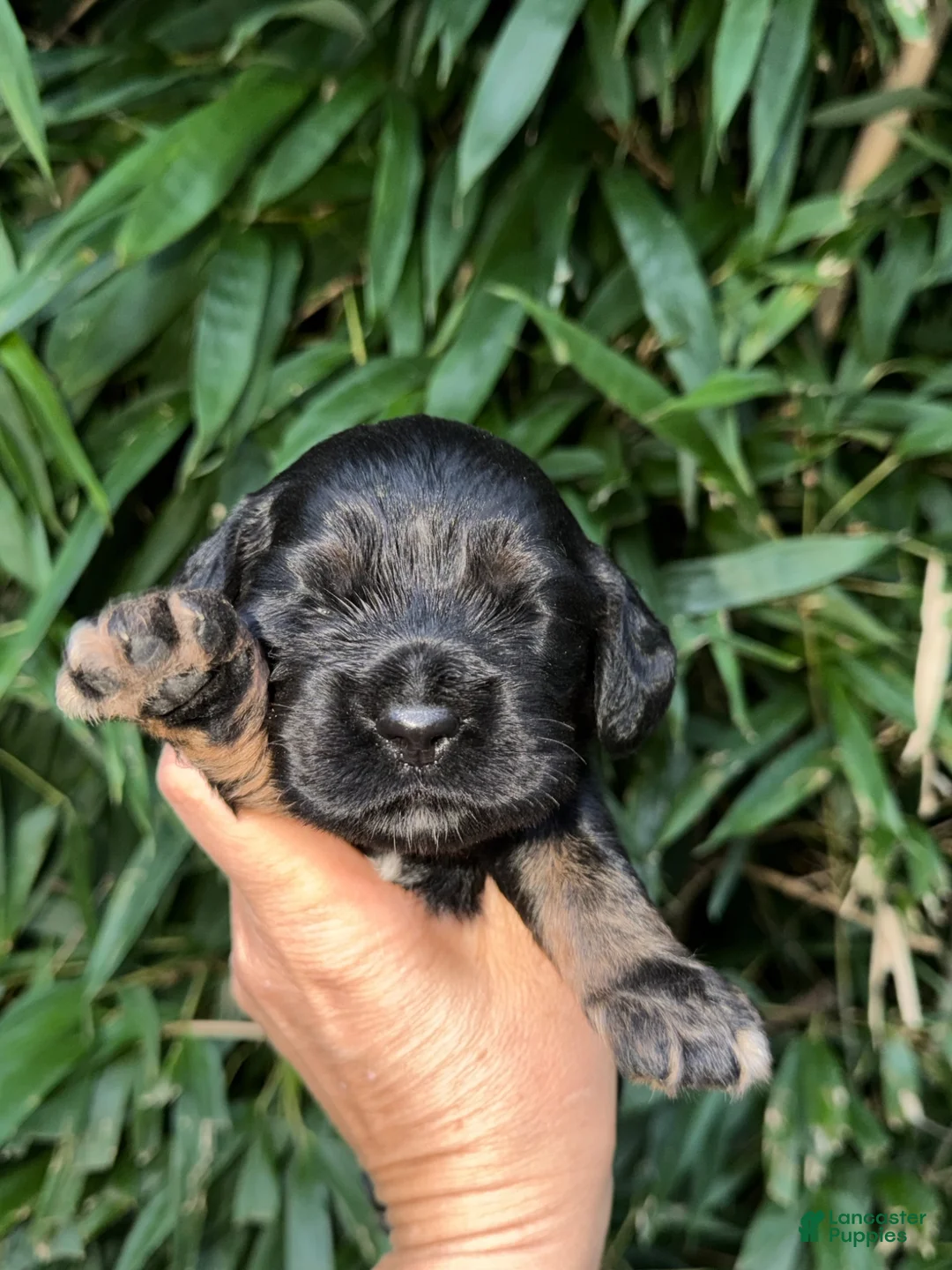 Cocker Spaniel dogs for sale: Cocker Spaniel 1 - Ad 5