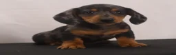 Dachshund dogs for sale: Rocky - Ad 14