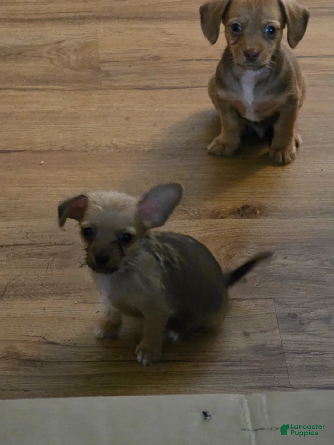Mixed Breed dogs for sale: Oliver - Ad 1