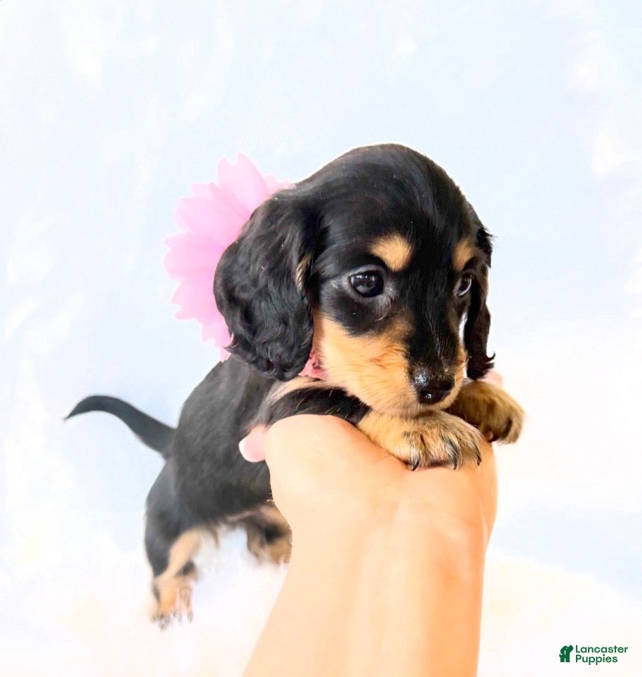 Miniature Dachshund dogs AKC Ruby - Ad 8