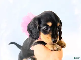 Miniature Dachshund dogs AKC Ruby - Ad 8
