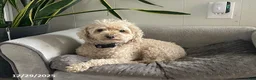 Toy Poodle dogs for sale: Joey - Ad 1