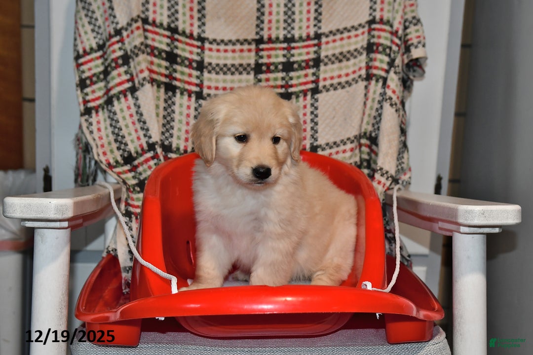 Mixed Breed dogs for sale: Annie - Ad 5