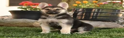 German Shepherd dogs for sale: Funny  - Ad 4