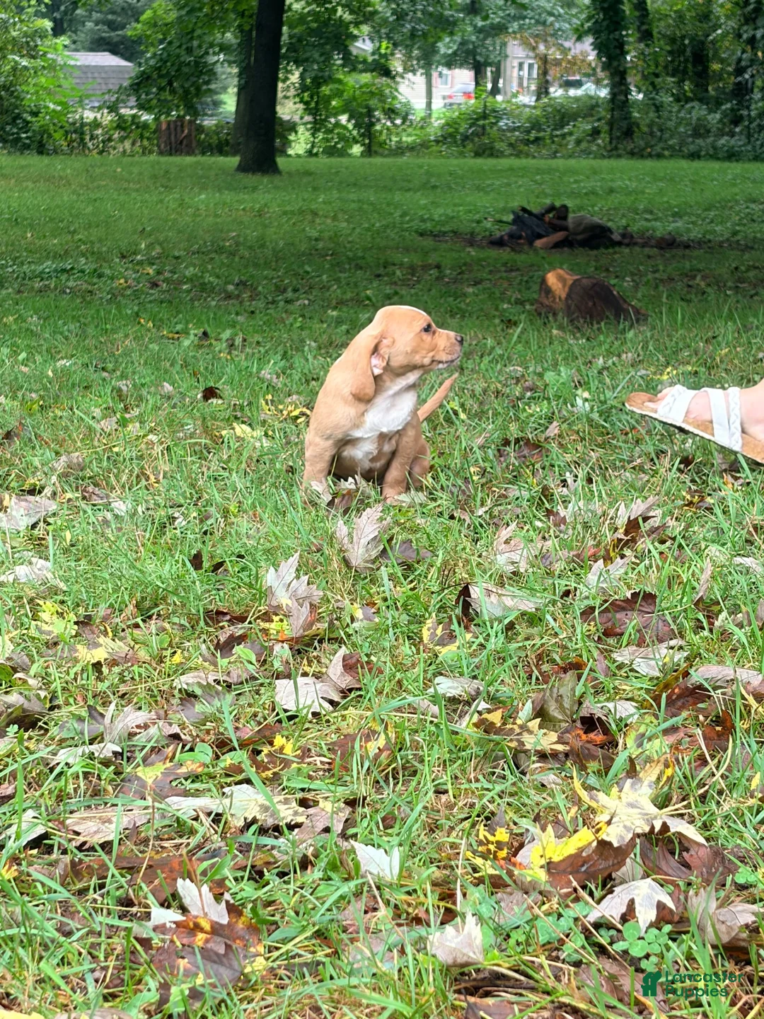 Mixed Breed dogs for sale: Mixed Breed 3 - Ad 3