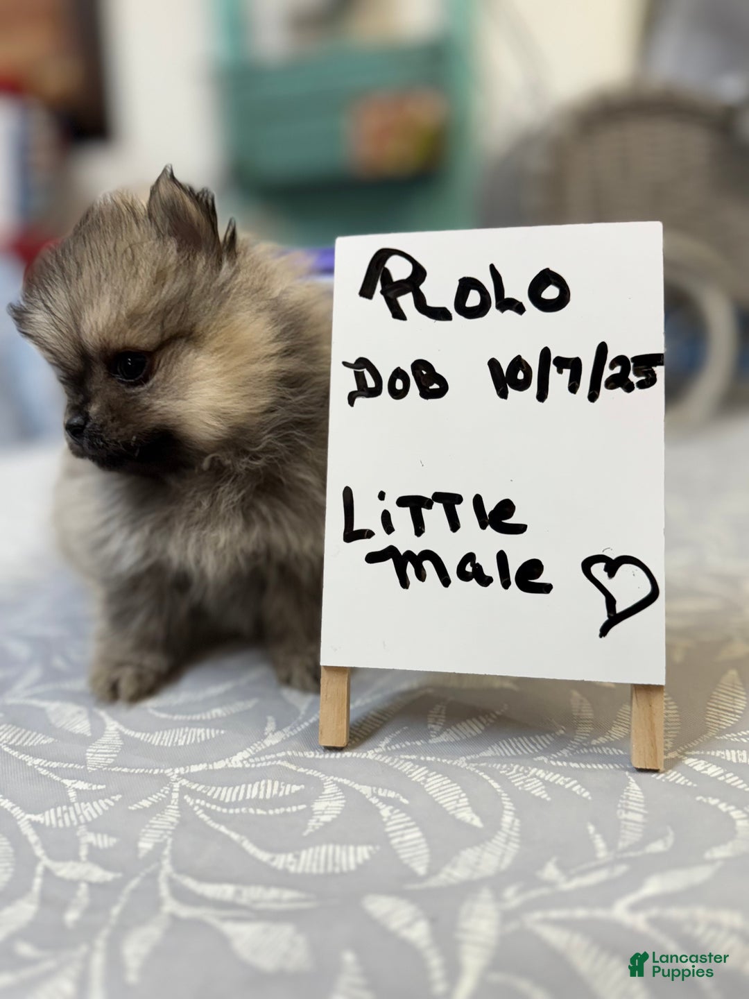 Pomeranian dogs for sale: ROLO Pomeranian Puppy  - Ad 1