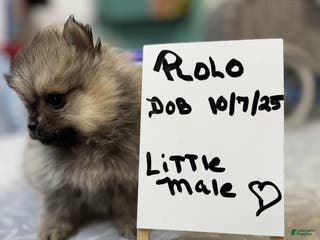 Pomeranian dogs ROLO Pomeranian Puppy - Ad 32