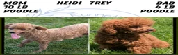 Toy Poodle dogs for sale: Carson - Ad 12