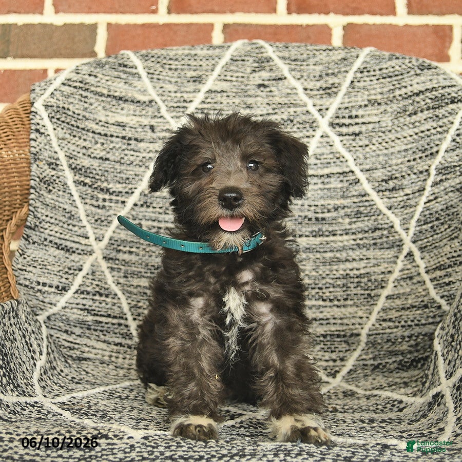 Schnoodle dogs Bella   - Ad 2