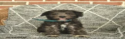 Schnoodle dogs for sale: Bella   - Ad 2