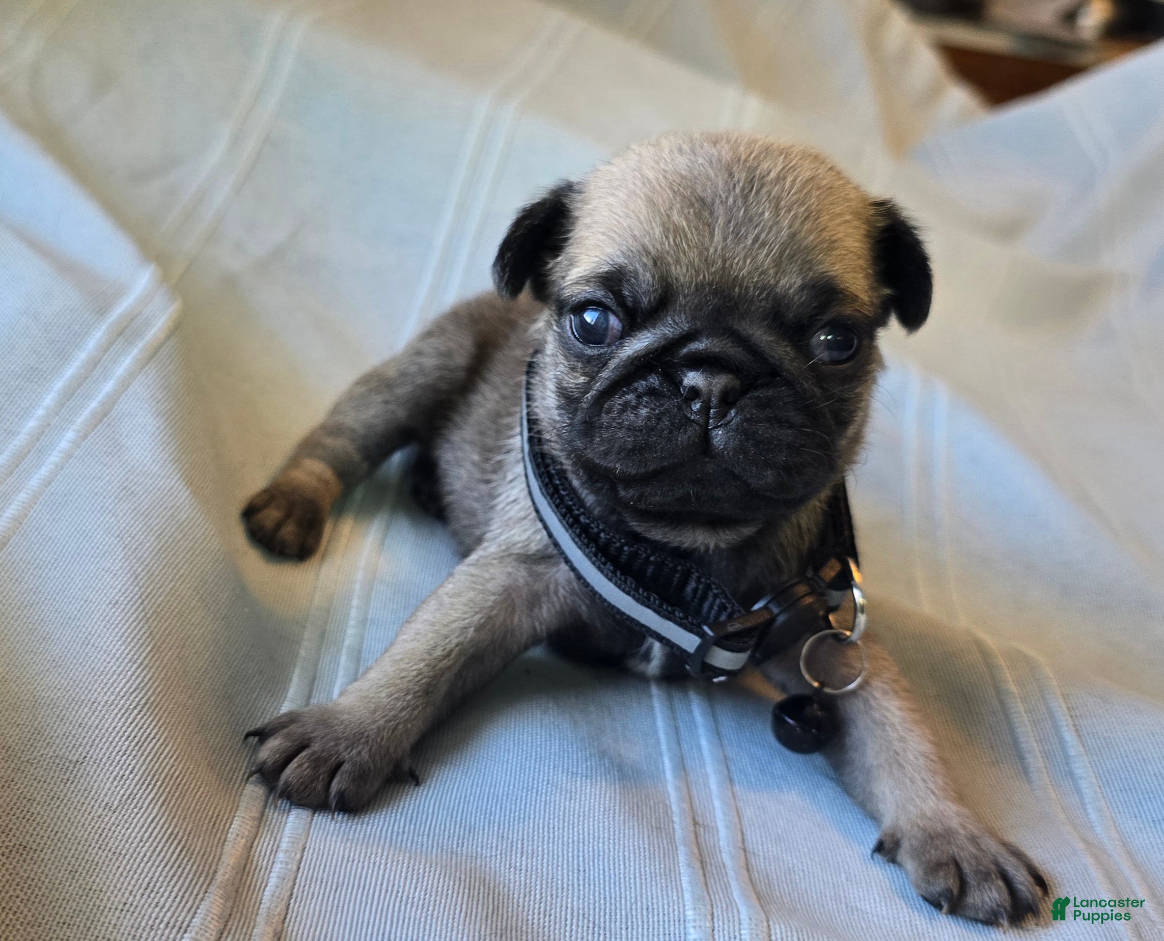 Pug dogs Fannie - Ad 40