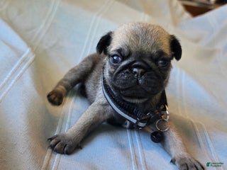 Pug dogs Fannie - Ad 40