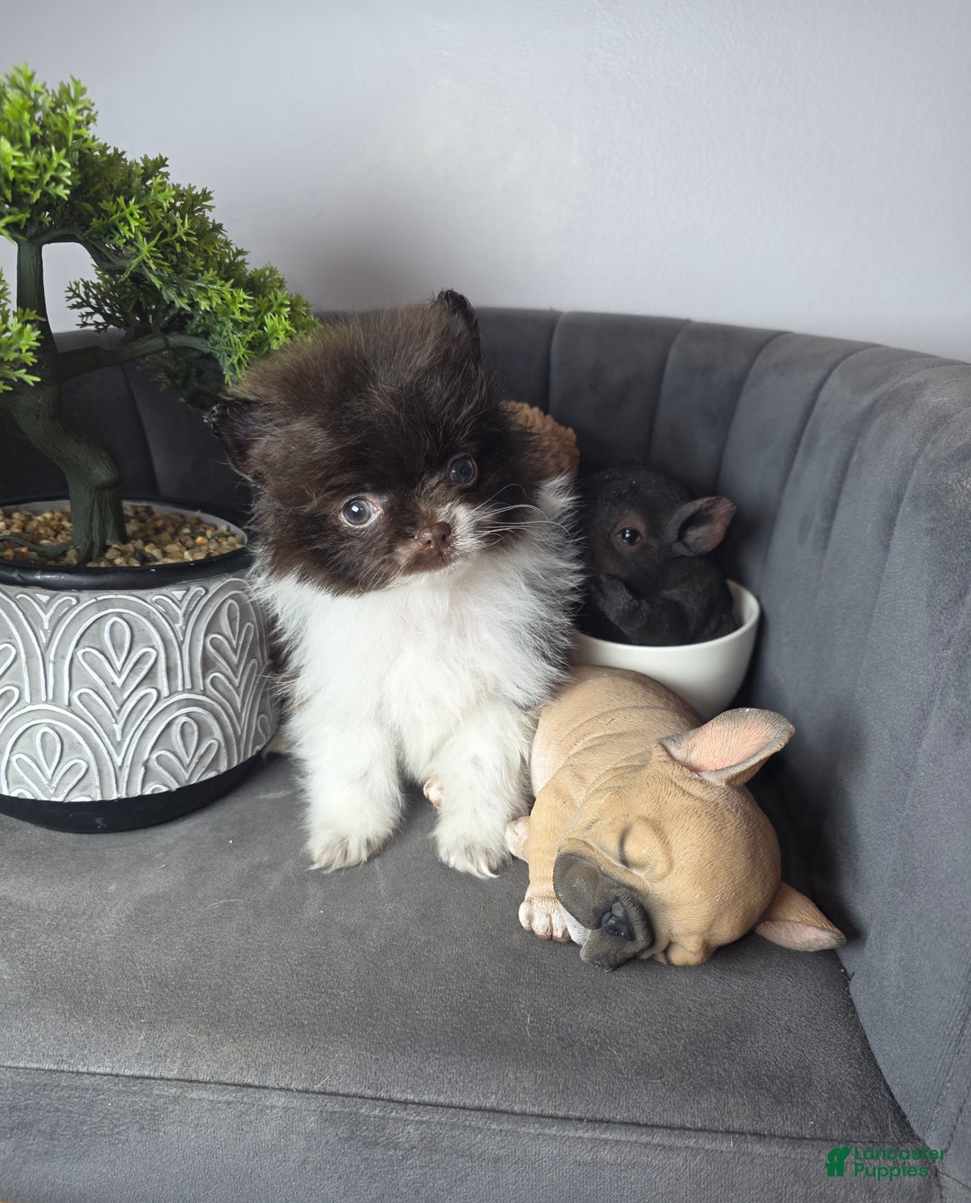 Pomeranian dogs for sale: Pomeranian Puppy chocolate  - Ad 3