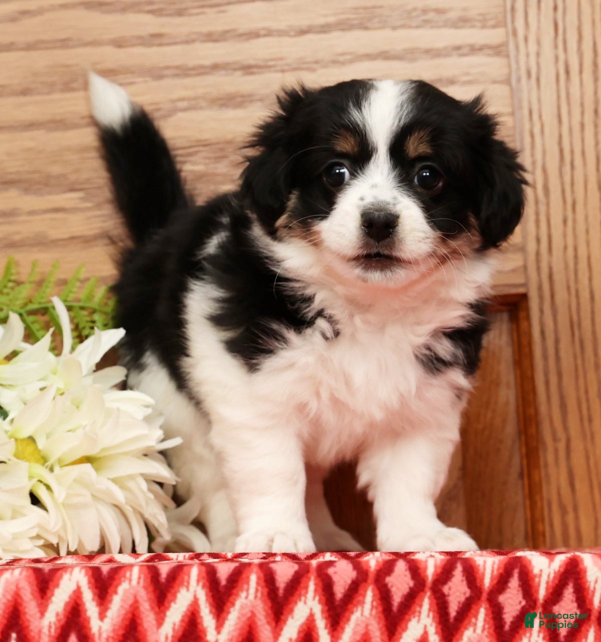 Havanese dogs Trisha - Ad 16