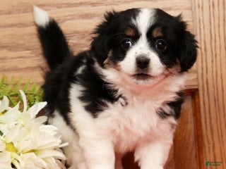 Havanese dogs Trisha - Ad 16