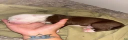 American Bully dogs for sale: Casper  - Ad 3