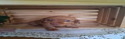 Dachshund dogs for sale: Marley - Ad 3