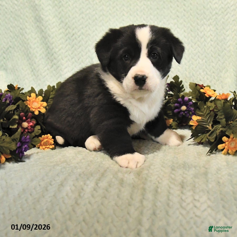 Mixed Breed dogs Jasper - Ad 8