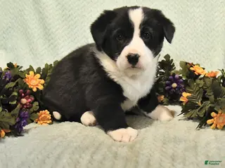 Mixed Breed dogs Jasper - Ad 11