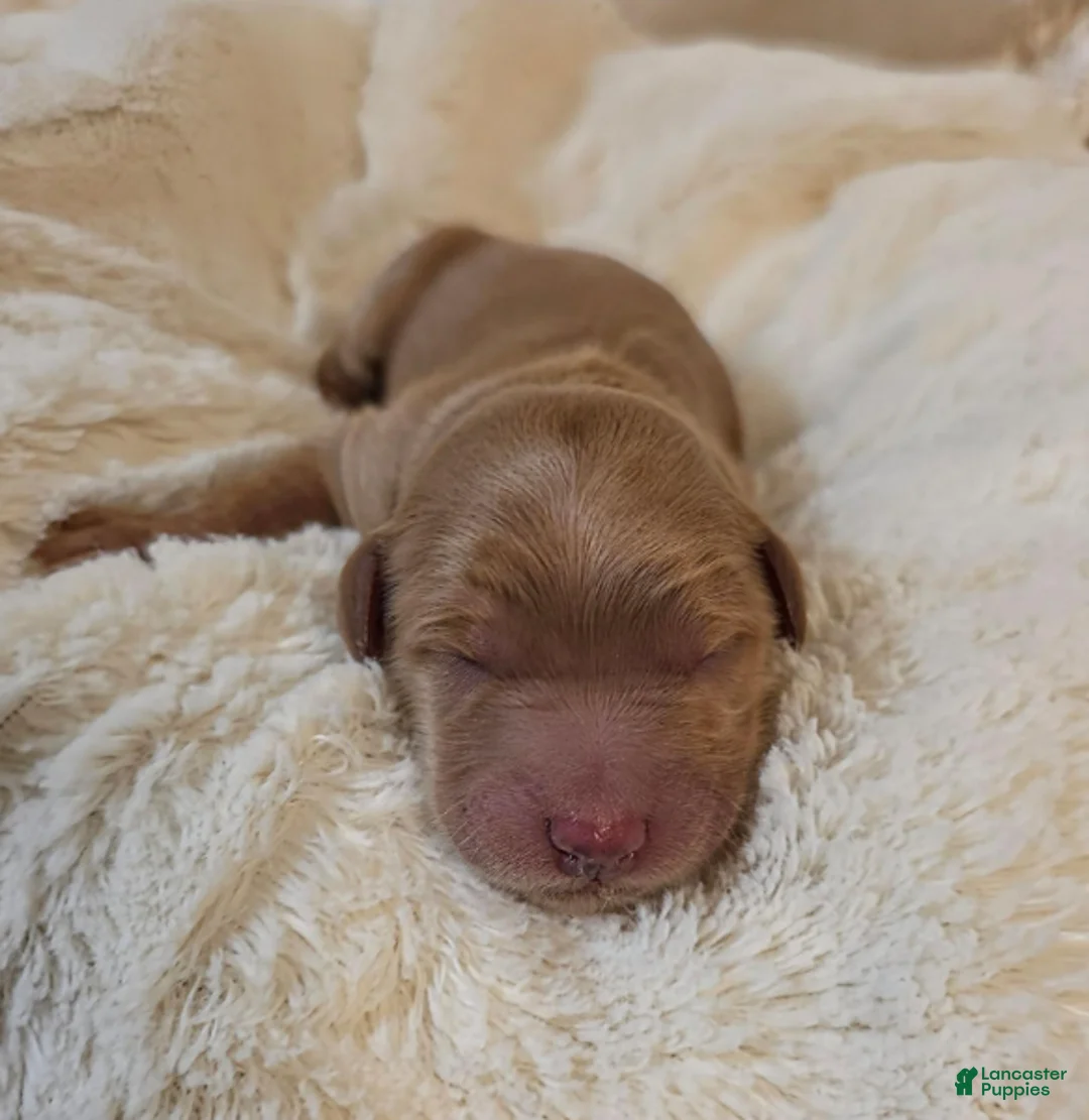 Mini Goldendoodle dogs for sale: Willow - Ad 2