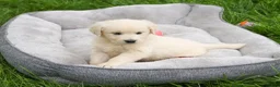 Golden Retriever dogs for sale: Delaney  - Ad 2