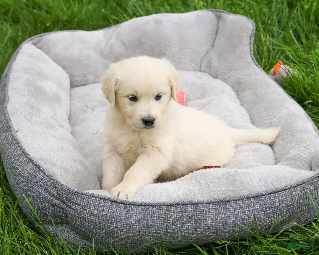 Golden Retriever dogs for sale: Delaney  - Ad 2