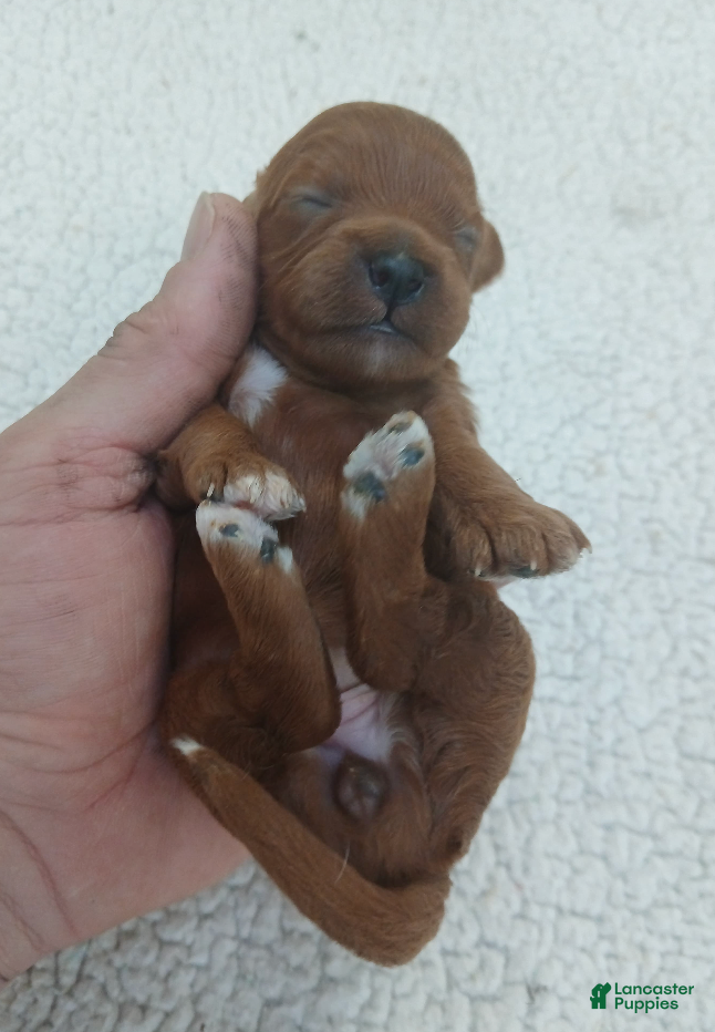 Cavapoo dogs BJ's Umber - Ad 1