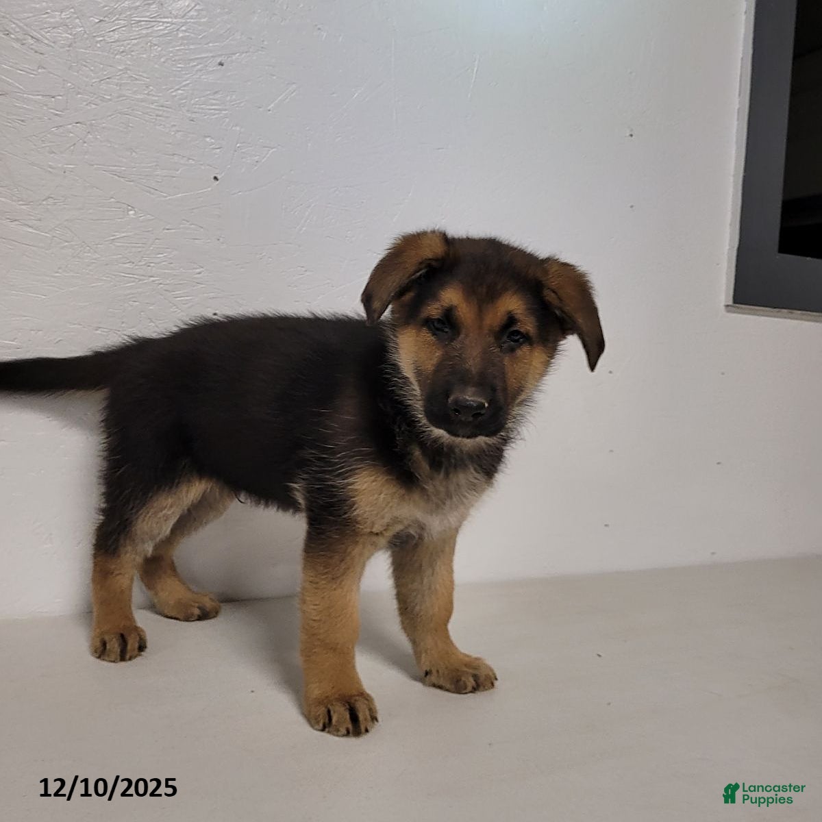 German Shepherd dogs Trump - Ad 41