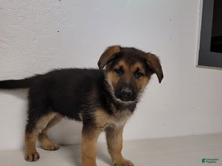 German Shepherd dogs Trump - Ad 13