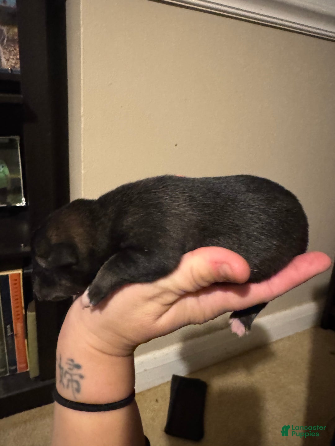 Shiba Inu dogs for sale: Shiba Inu Puppy 1 - Ad 2