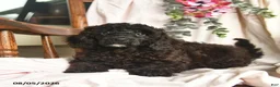 Miniature Poodle dogs for sale: Jordan  - Ad 2