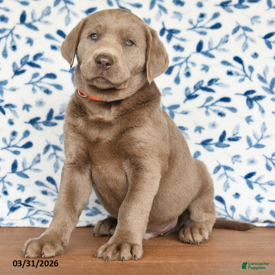 Labrador Retriever dogs Gus - Ad 2