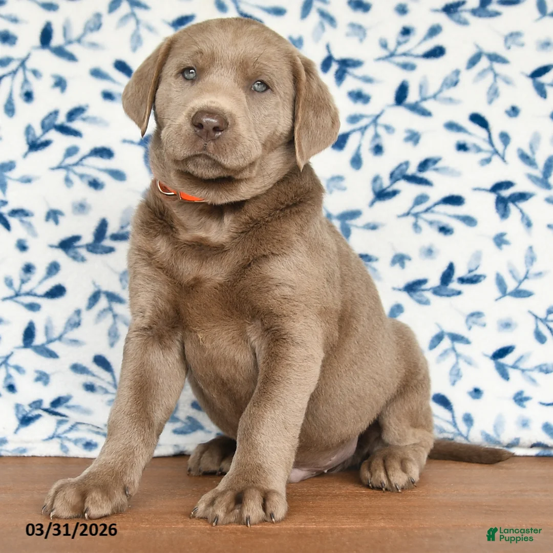 Labrador Retriever dogs for sale: Gus - Ad 2
