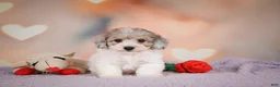 Maltipoo dogs for sale: Jasper - Ad 3