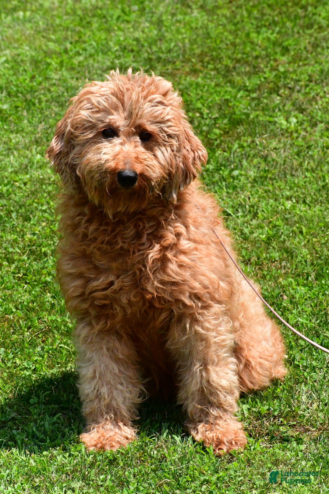 Mini Goldendoodle dogs for sale: Ronnie f one b - Ad 7