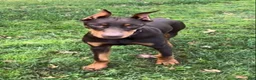 Doberman Pinscher dogs for sale: Diesel - Ad 2