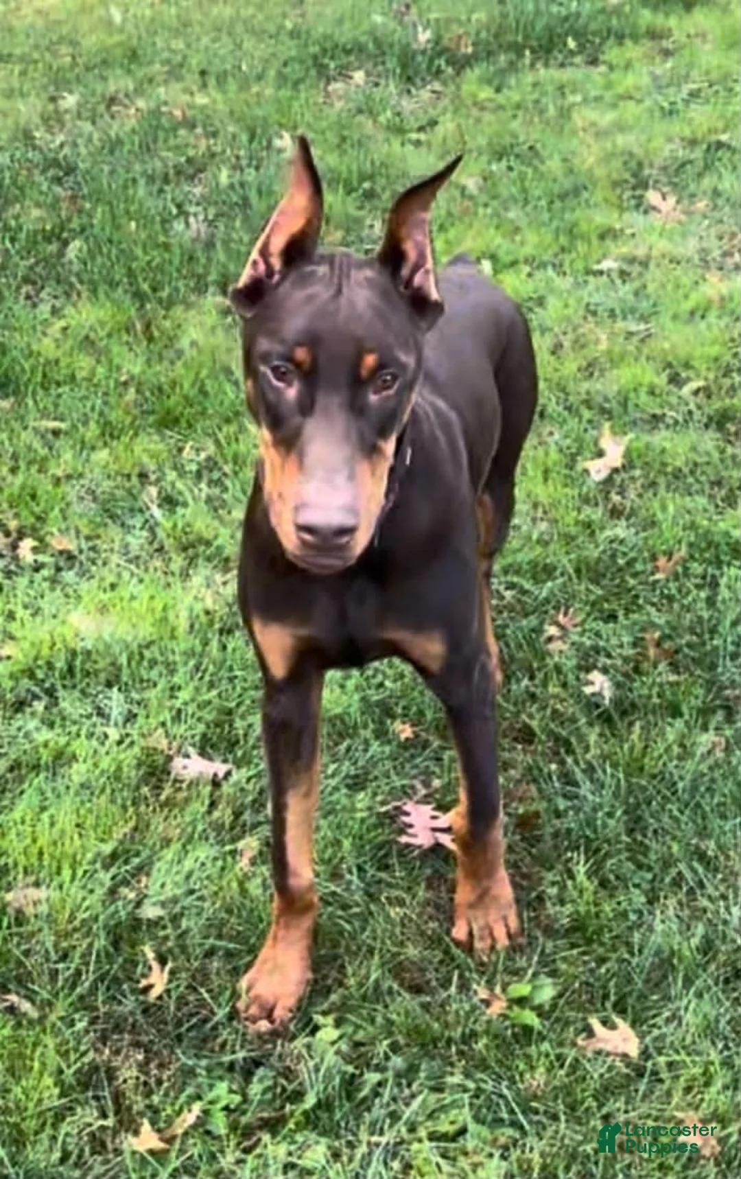 Doberman Pinscher dogs for sale: Diesel - Ad 2