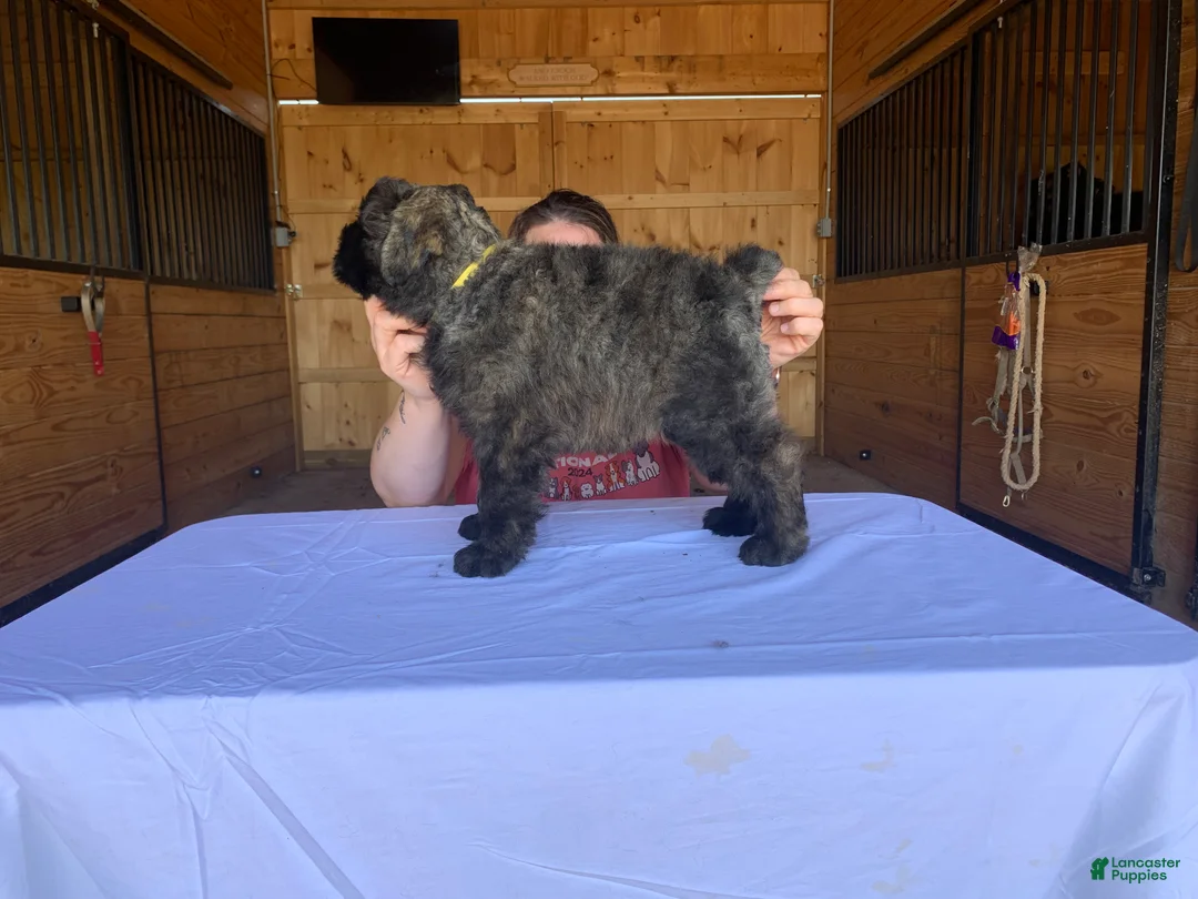 Bouvier Des Flandres dogs for sale: Bouvier Des Flandres Puppy 5 - Ad 2