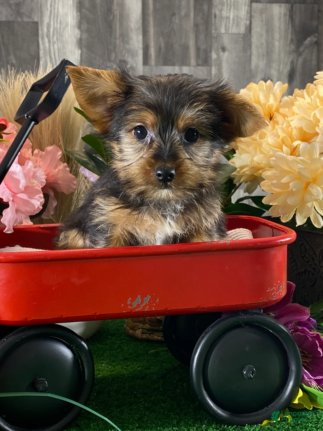 Yorkshire Terrier dogs for sale: Yeti  - Ad 5