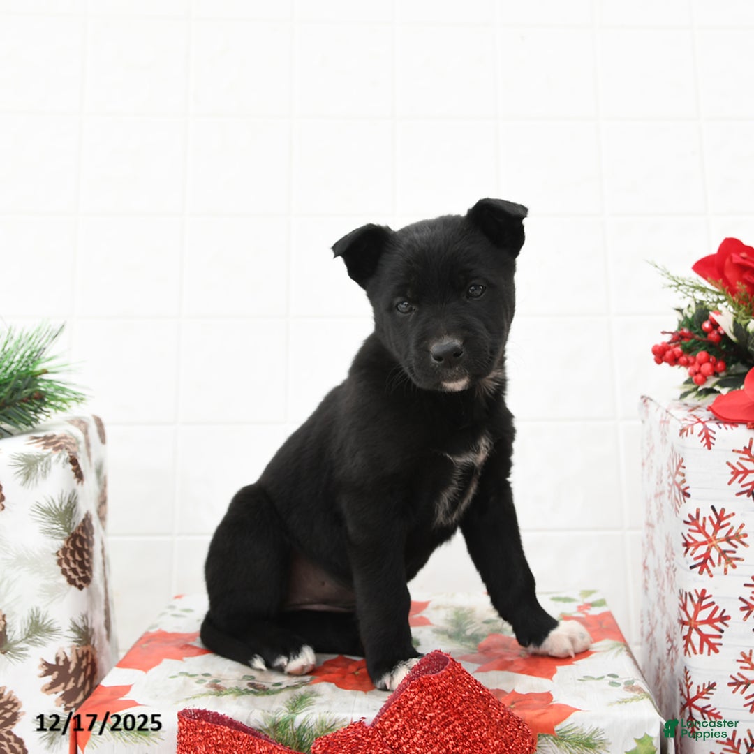 Mixed Breed dogs for sale: Gloria - Ad 2