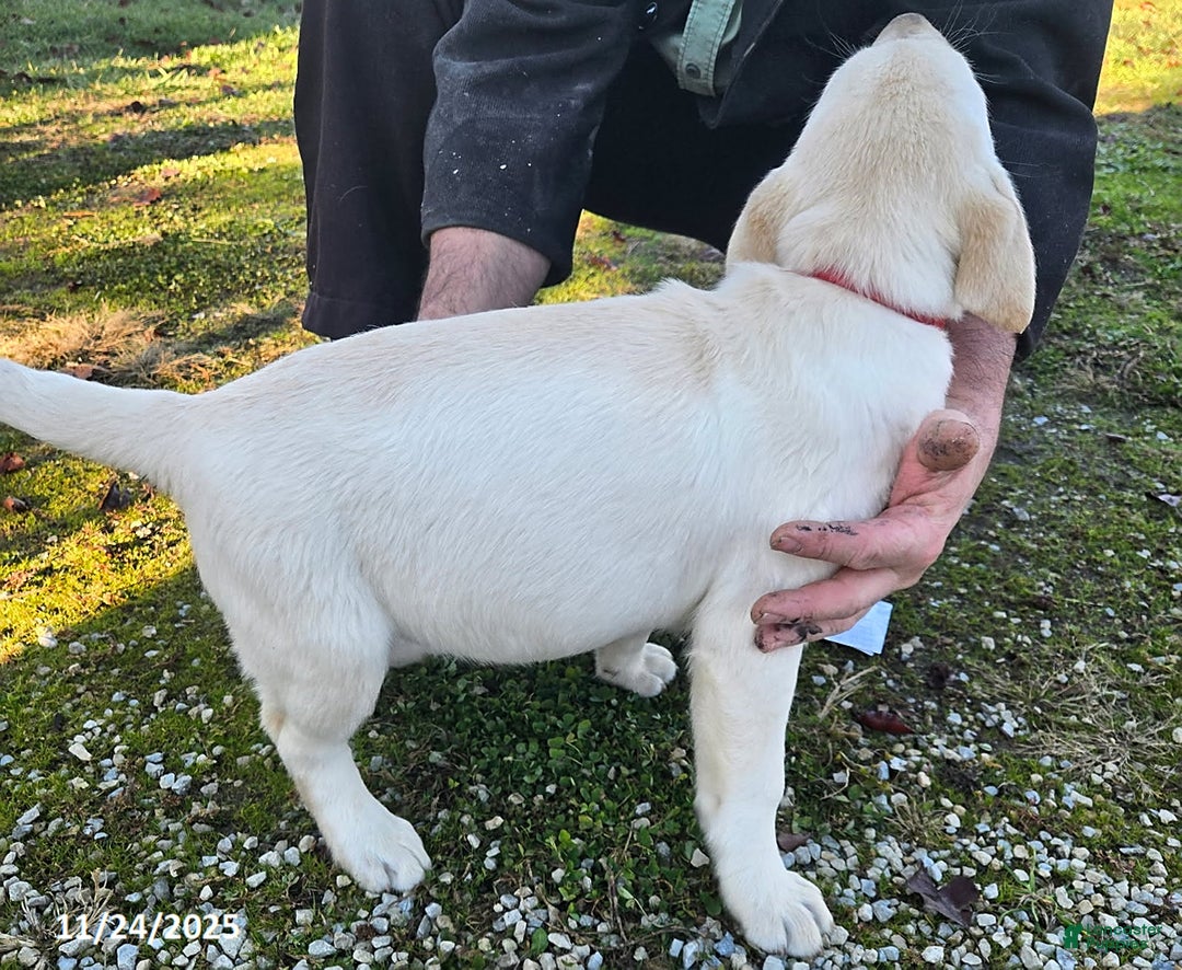 Labrador Retriever dogs for sale: Charlie - Ad 1