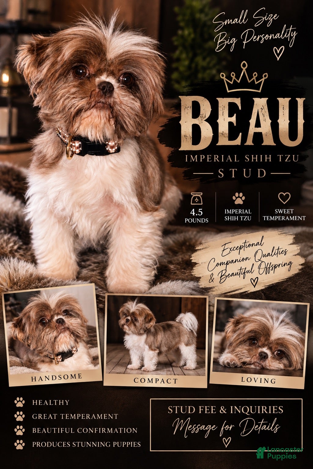 Shih Tzu dogs Beau is standing at STUD. - Ad 26