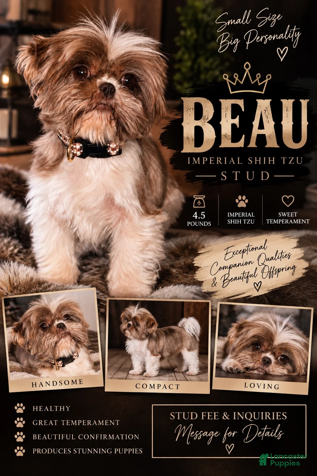 Shih Tzu dogs for stud: Beau is standing at STUD. - Ad 1