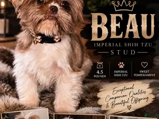 Shih Tzu dogs Beau is standing at STUD. - Ad 26