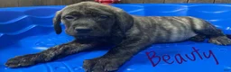 English Mastiff dogs for sale: Beauty - Ad 1