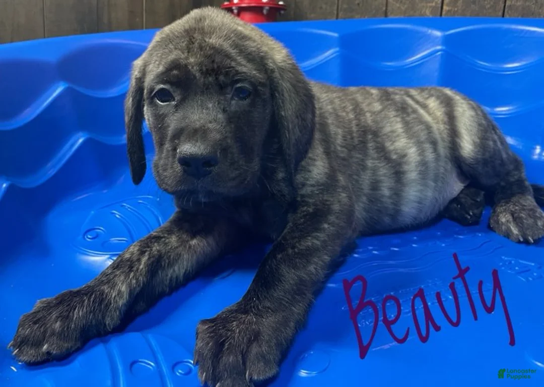English Mastiff dogs for sale: Beauty - Ad 1